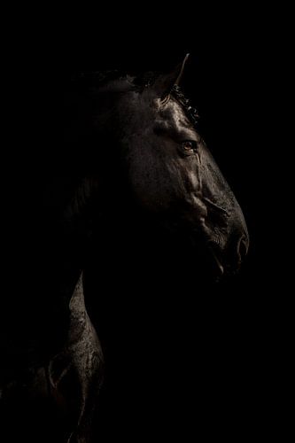 Portrait fine art cheval frison