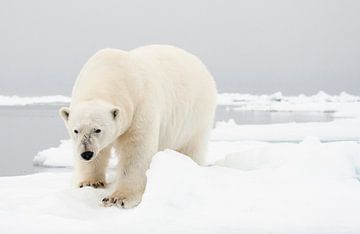 Ijsbeer staand in de sneeuw op Spitsbergen van Caroline Piek