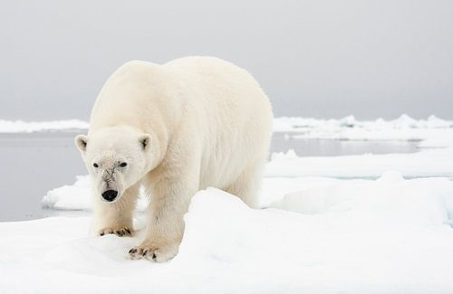Ijsbeer staand in de sneeuw op Spitsbergen