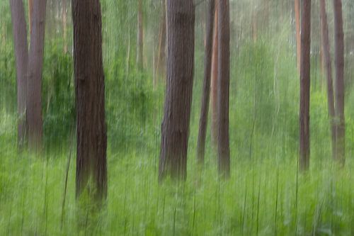 Abstract bos bomen met varens
