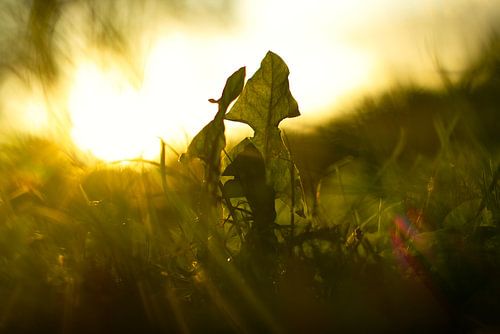 Les feuilles dans le vent