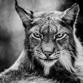 Lynx portret van Mario Visser