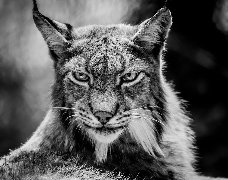 Portrait des Lynx von Mario Visser