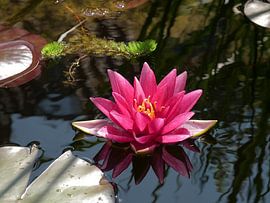 Nénuphar rose dans un étang