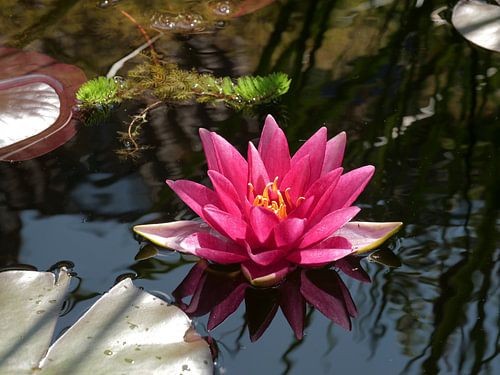 Rosa Seerose in einem Teich
