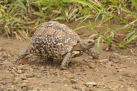 leopard tortoise by Marijke Arends-Meiring