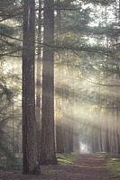 Foggy morning in the Zeisterbos!