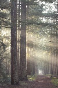 Nebliger Morgen im Zeister Wald! von Peter Haastrecht, van