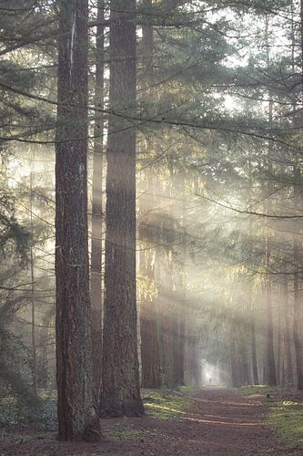 Nebliger Morgen im Zeister Wald!