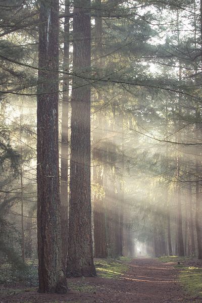 Foggy morning in the Zeisterbos! by Peter Haastrecht, van