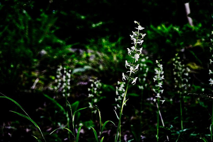 Platanthera by Florence Michel
