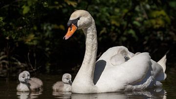 Young swans by Menno Schaefer