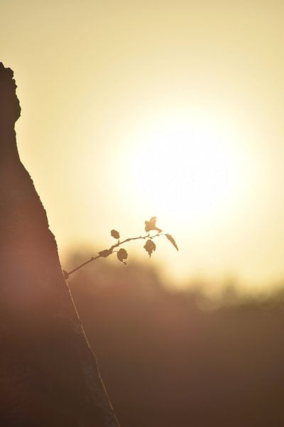 The circle of life by Iris Fitsch