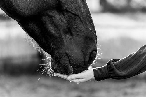 Paard Verbonden Zielen Hand en neus