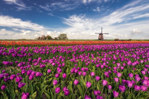 Tulip field with mill
