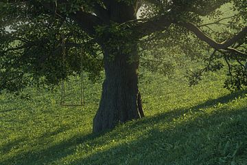 Vieux chêne dans la lumière du soir sur Besa Art