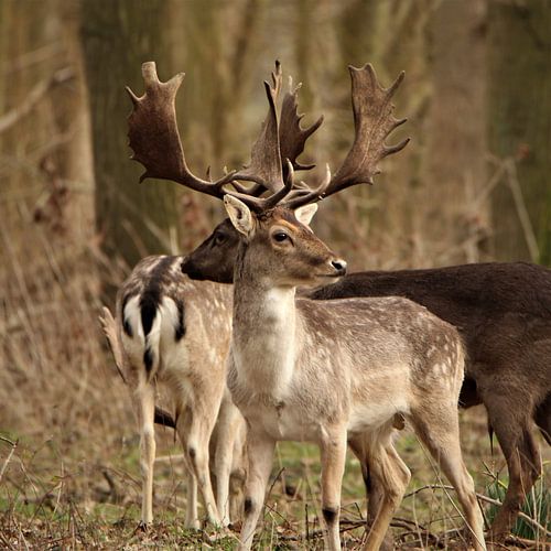 Geweldig mooi damhert
