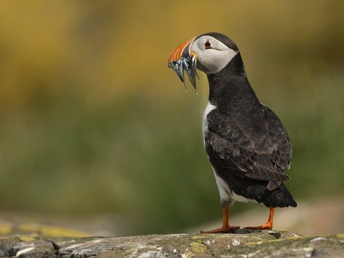Papegaaiduiker met vangst