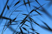 L´herbe
