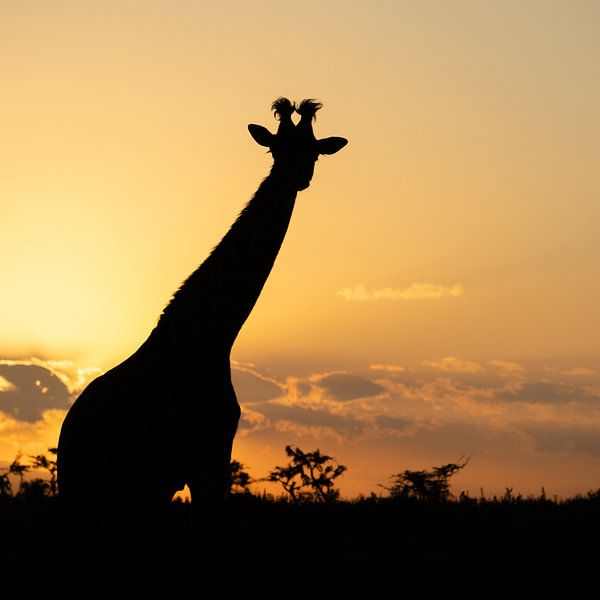 Lever de soleil en Afrique par Elly van Veen