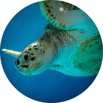 Zeeschildpad van Mark De Rooij