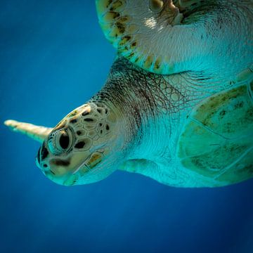 Sea turtle by Mark De Rooij