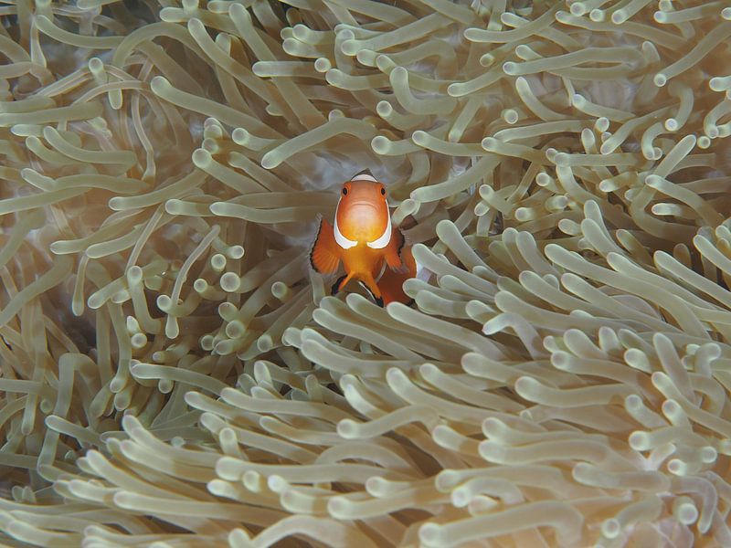 Amphiprion Ocellaris par Ilan Ben Tov