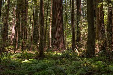 Ancient Redwoods - The Founders Grove