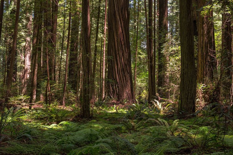 Uralte Redwoods - Der Gründerhain von Joseph S Giacalone Photography
