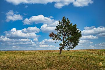 Landscape shot over the dunes in autumn with a solitary tree by Martin Köbsch