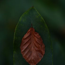 Blad op Blad van Surreal Media