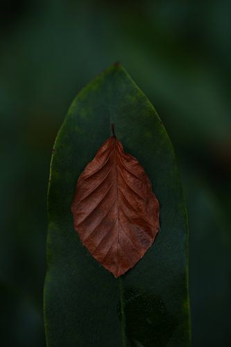 Blatt auf Blatt von Surreal Media