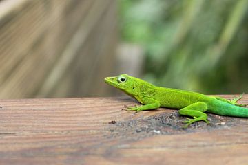 Salamander van Anita Moek