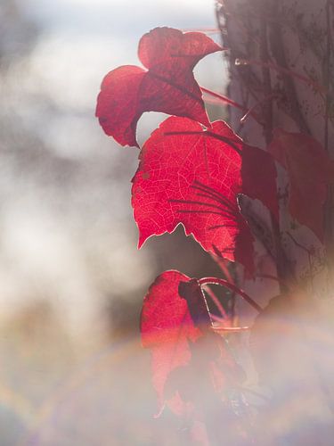 Overgebleven Herfstbladeren