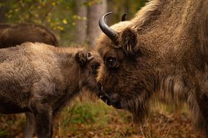 Bisonmutter mit Kalb