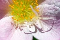 Violet moss rose (wingpod purslane) with shadow of stamens and pistils by Hein Fleuren thumbnail