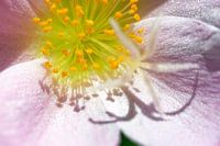 Violet moss rose (wingpod purslane) with shadow of stamens and pistils