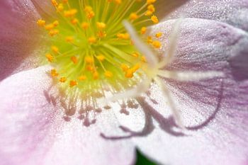 Violette mosroos met schaduw van meeldraden en stampers