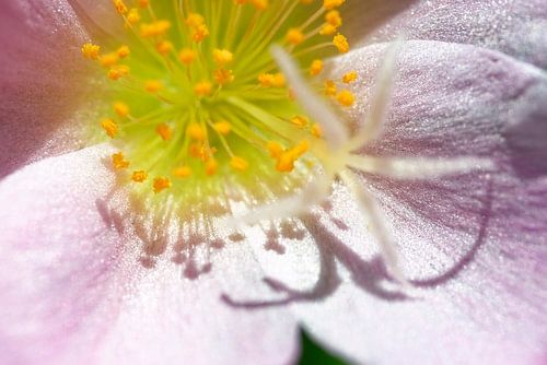 Violet moss rose (wingpod purslane) with shadow of stamens and pistils