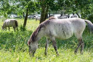 Grazend konikpaard van Diantha Risiglione