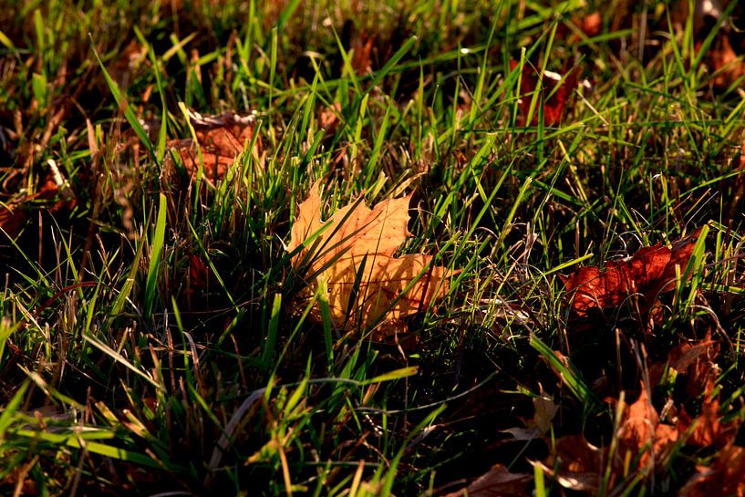 Ahorn von Thomas Jäger