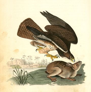 Buizerd, Common Buzzard., Audubon, John James, 1785-1851