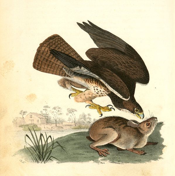 Buizerd, Common Buzzard., Audubon, John James, 1785-1851 van Liszt Collection