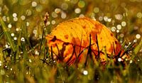 Herfstblad tussen de sprankelingen van de druppels in het gras van Birgitte Bergman thumbnail