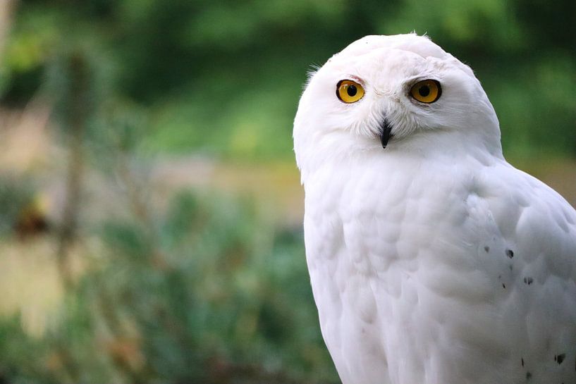 Majestic Owl by Hello Pompoyo