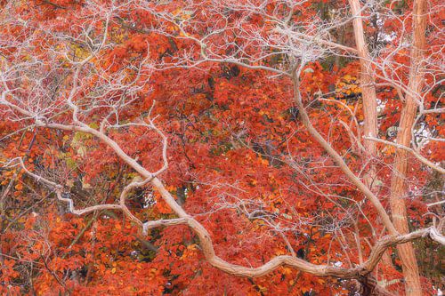 Abstracte structuren in de herfst