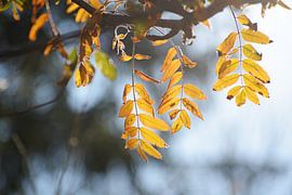 golden autumn leaves of a mountain ash in backlit, blue background with copy space, selected focus,  by Maren Winter