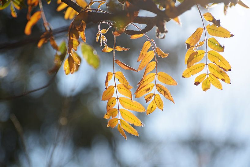 golden autumn leaves of a mountain ash in backlit, blue background with copy space, selected focus,  by Maren Winter
