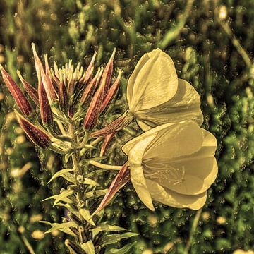 Digital Art Medium Bloemen Oud