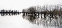 Wilgen bij hoogwater